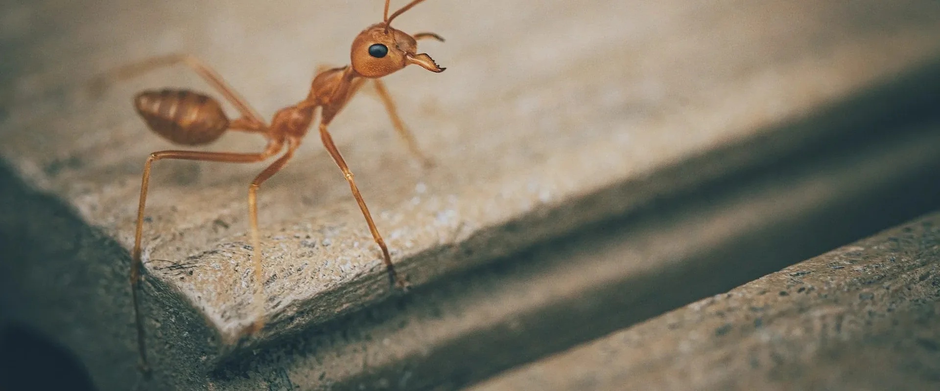 Ant on timber — ant pest control in Motueka and Tasman