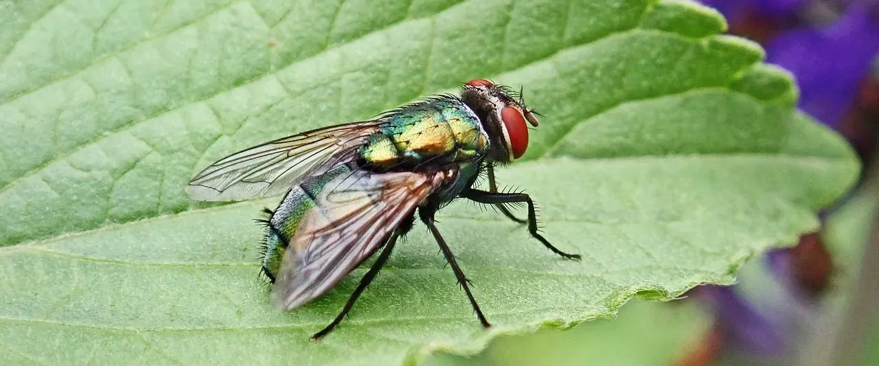 Fly on a leaf — fly pest control in Motueka and Tasman