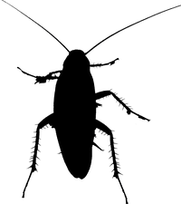Cockroaches