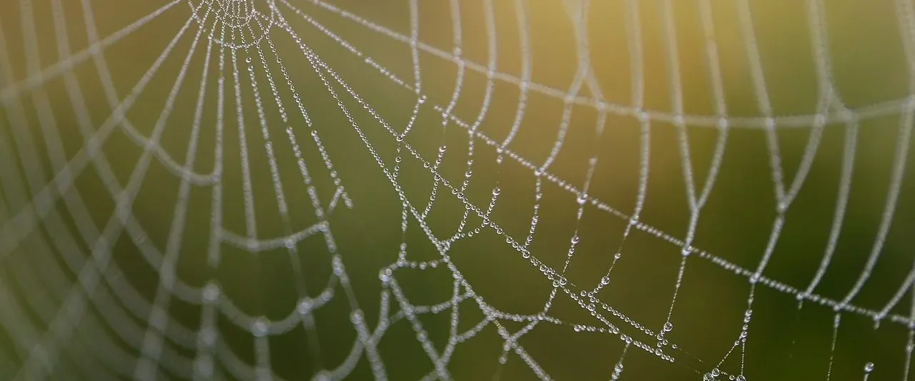 Dew-covered spider web — spider pest control in Motueka and Tasman