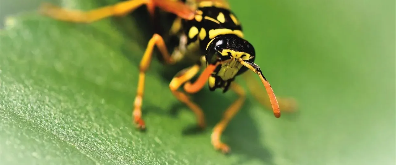 Wasp on a leaf — wasp nest removal in Motueka and Tasman